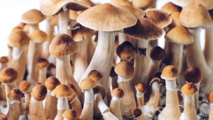 Buy Brazilian Magic Mushrooms
