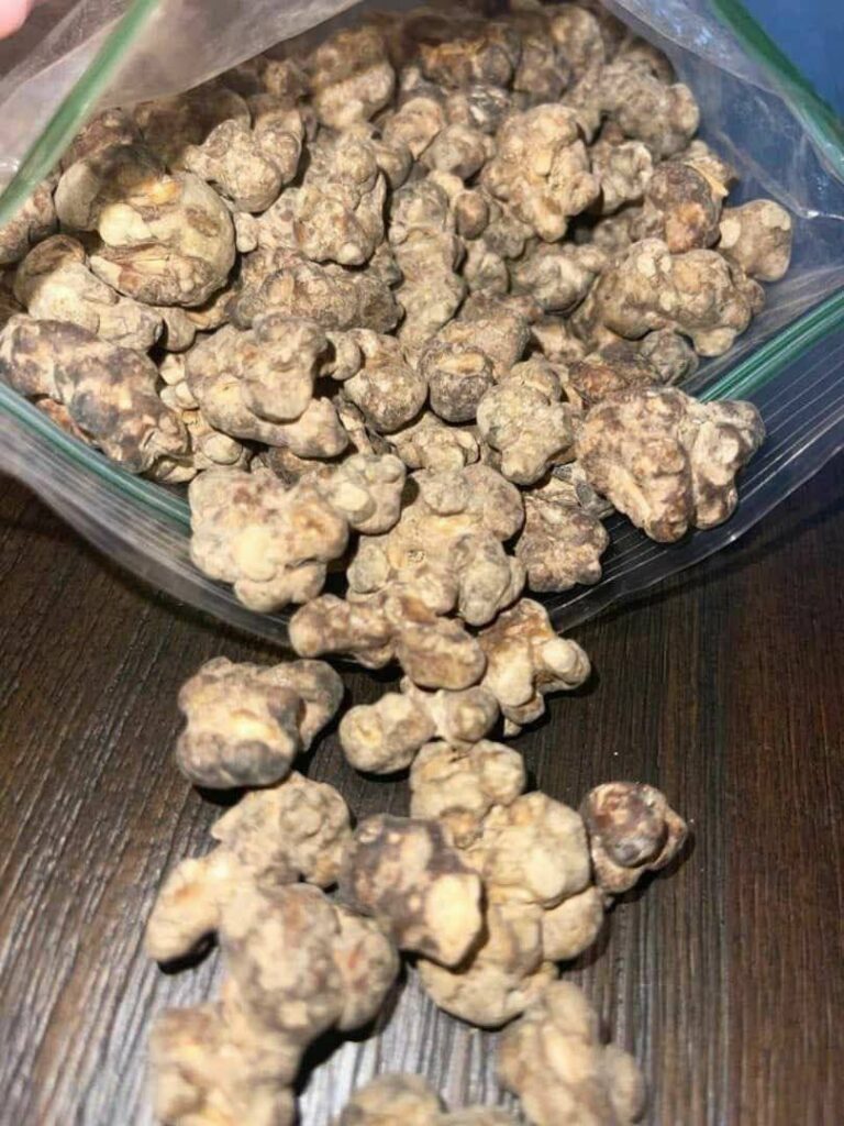 Truffle Mushroom